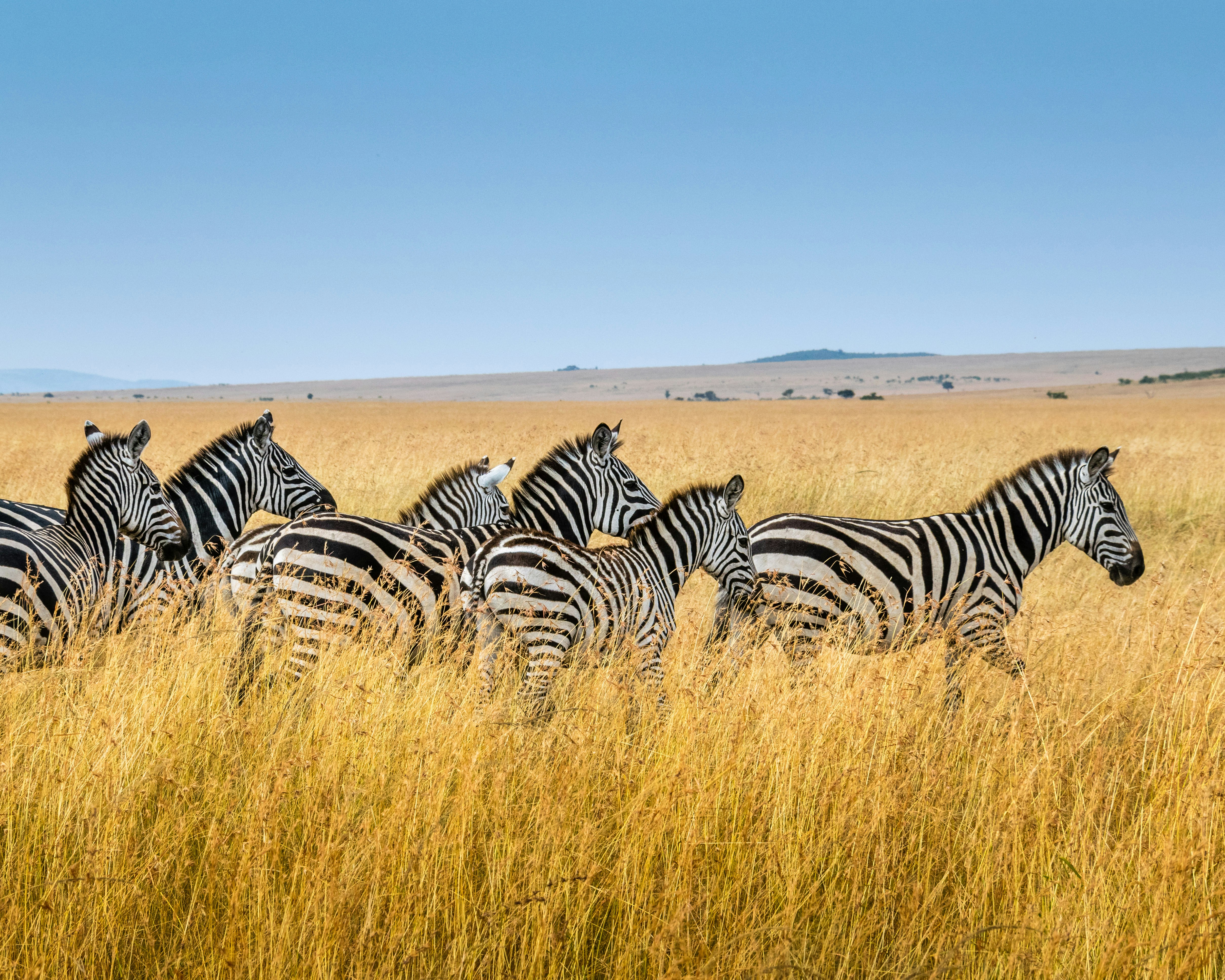JJ Safari wilderness experience