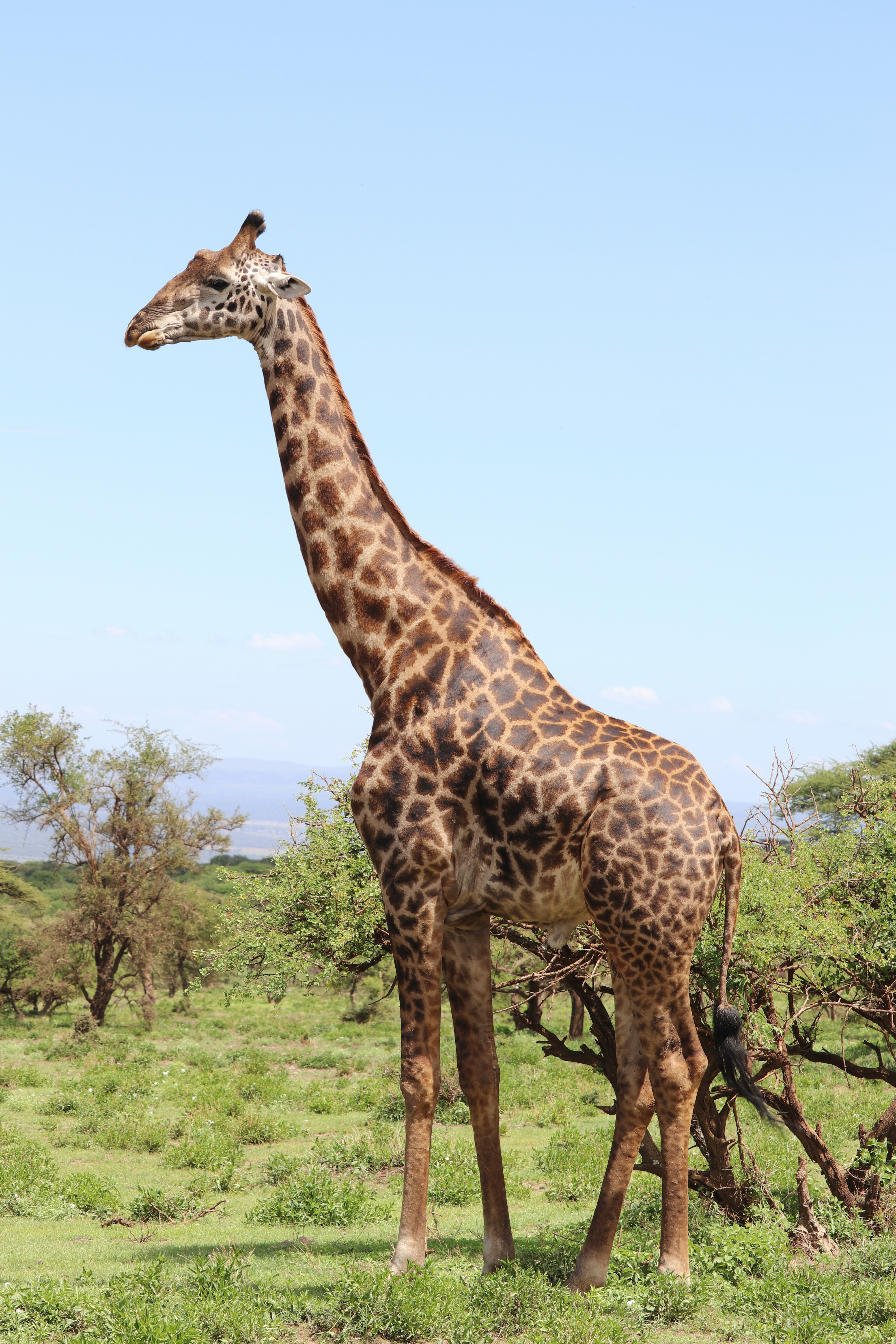 Safari