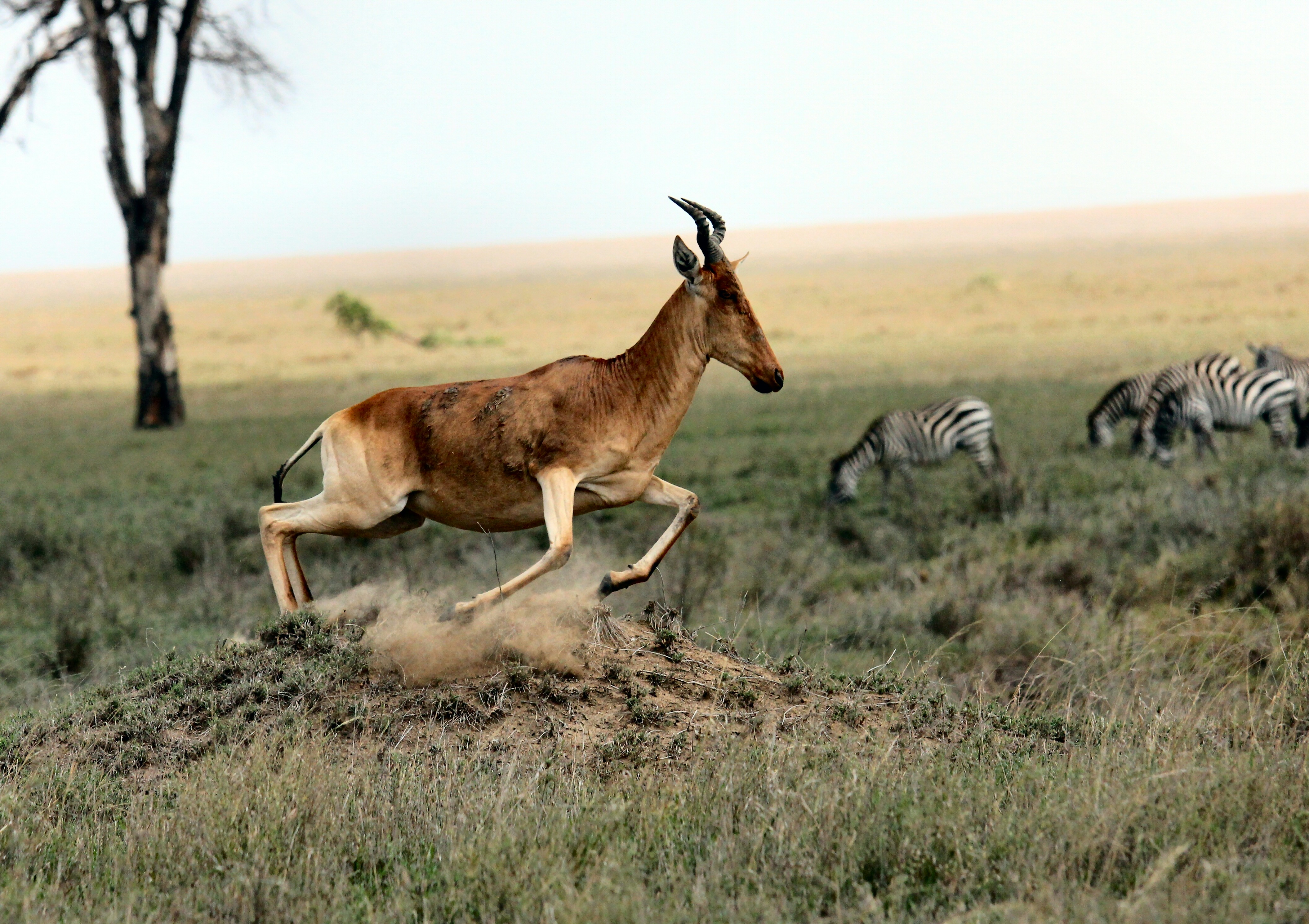 Safari